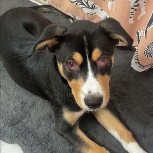 Meet your Posher, Luisito